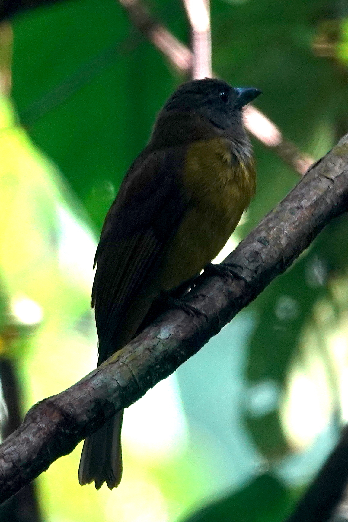 Black-throated Shrike-Tanager (Lanio aurantius), photo 9