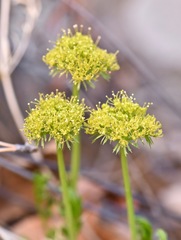 Lomatium parryi