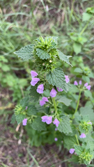 Ballota nigra