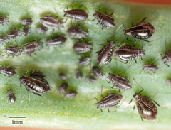 Neotoxoptera formosana