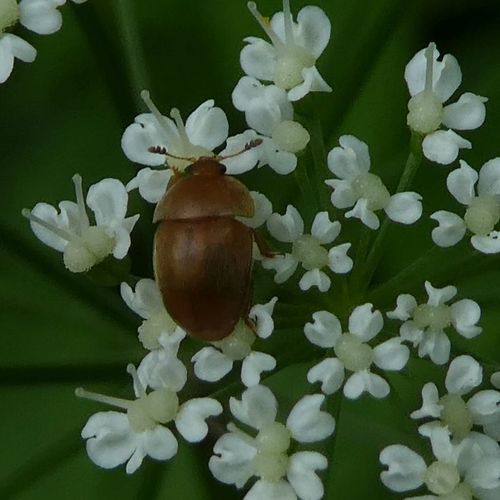 Grote gele glanskever, Wageningen, Nederland, photo 6 of 10