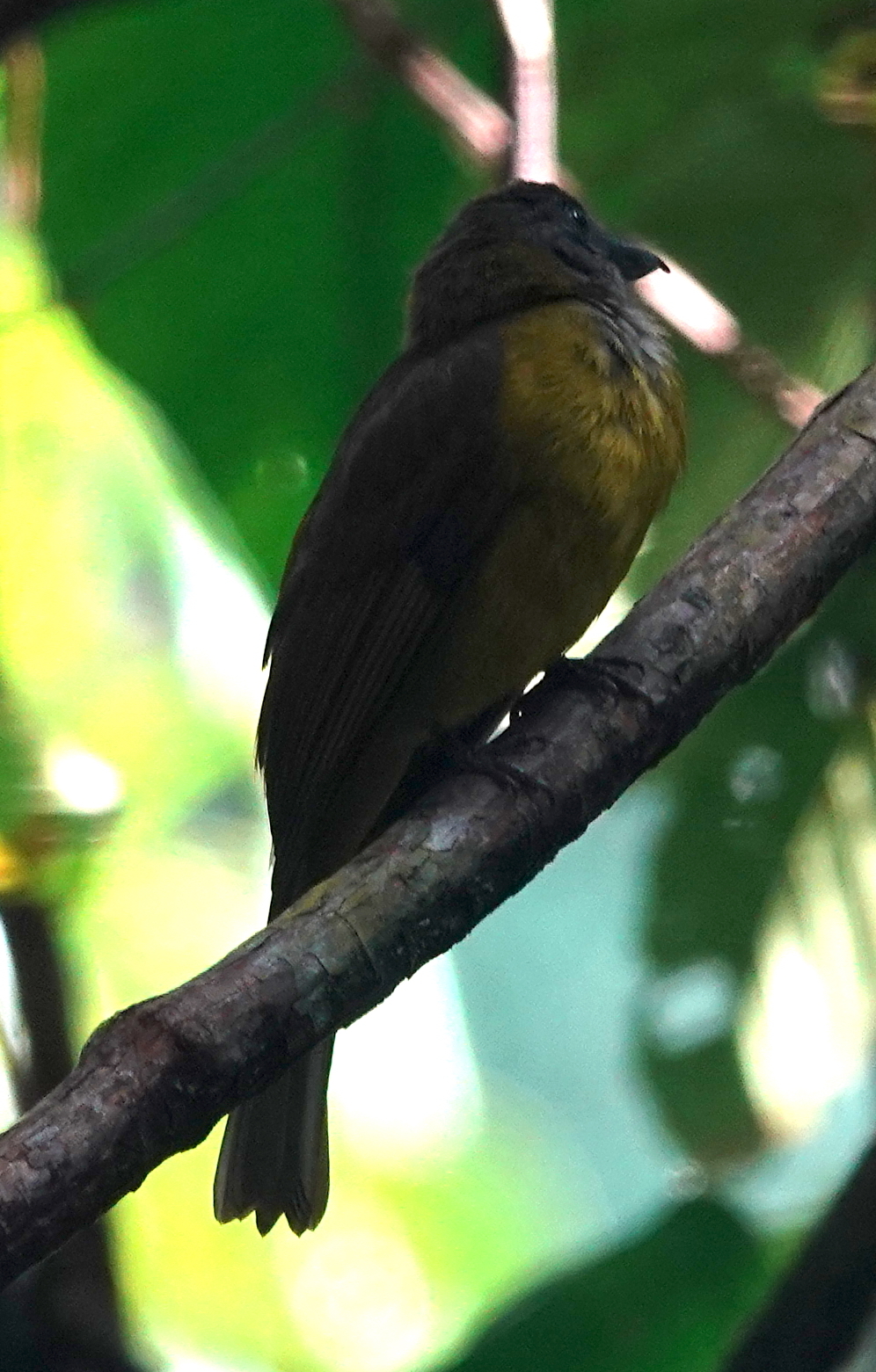 Black-throated Shrike-Tanager (Lanio aurantius), photo 10