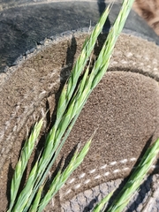 Festuca valesiaca