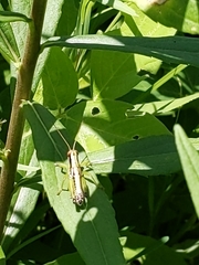 Melanoplus gracilis