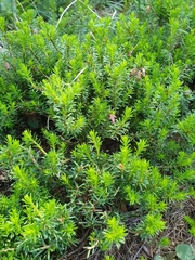 Erica carnea