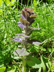 Ajuga pyramidalis