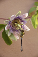 Passiflora alata × caerulea