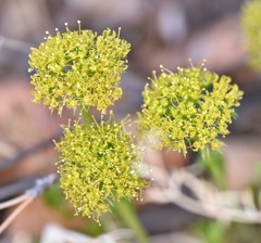 Lomatium parryi
