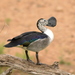 Knob-billed Duck - Photo (c) copper, some rights reserved (CC BY-NC)