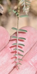 Astragalus remotus