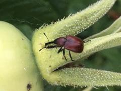 Merhynchites wickhami