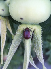 Merhynchites wickhami