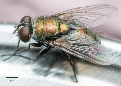 Lucilia nuotrauka