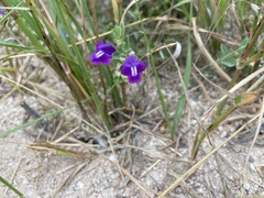 Scutellaria wrightii