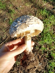 Rhacodium
