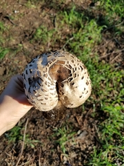 Rhacodium