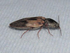 Stropenron hieroglyphica