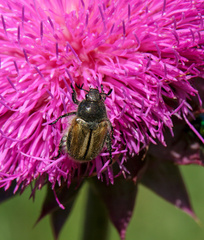 Blitopertha lineolata