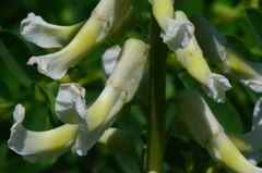 Sophora alopecuroides