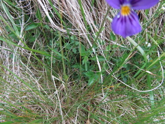 Viola lutea