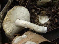 Amanita marmorata