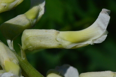 Sophora alopecuroides