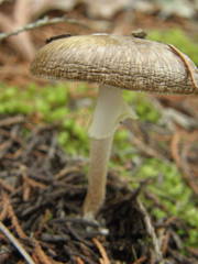 Amanita marmorata