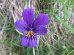 Viola lutea