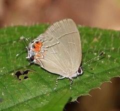 Calycopis cerata