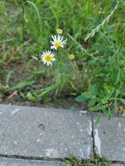 Erigeron annuus
