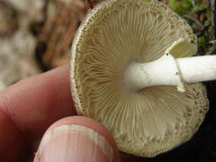 Amanita marmorata