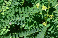 Sophora alopecuroides