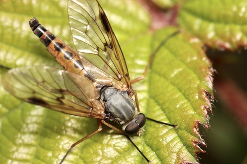 Downlooker Snipefly