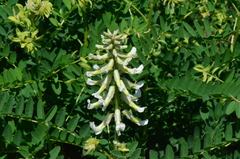 Sophora alopecuroides