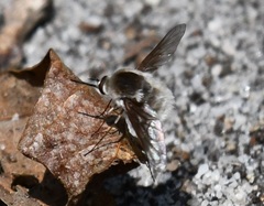 Bombylius incanus