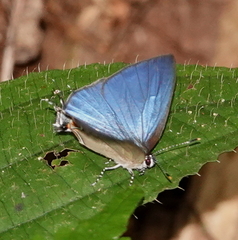 Calycopis cerata