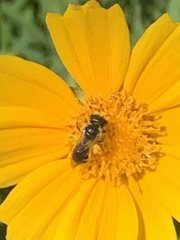 Halictus ligatus