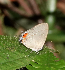 Calycopis cerata