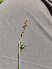 Carex panicea