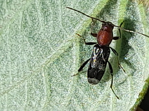 Chlorophorus ruficornis