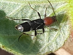 Chlorophorus ruficornis