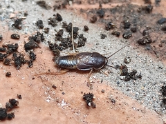 Myrmecoblatta hebardi