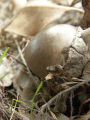 Amanita marmorata