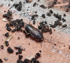 Myrmecoblatta hebardi