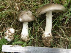 Amanita marmorata
