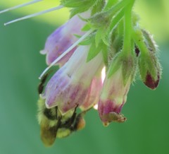 Bombus
