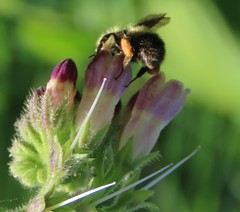 Bombus