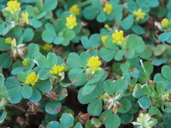Trifolium dubium