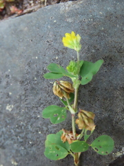 Trifolium dubium