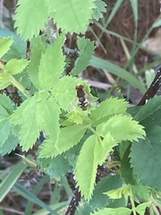 Parhelophilus obsoletus